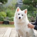 제페니스 스피츠