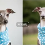 이탈리안 그레이하운드