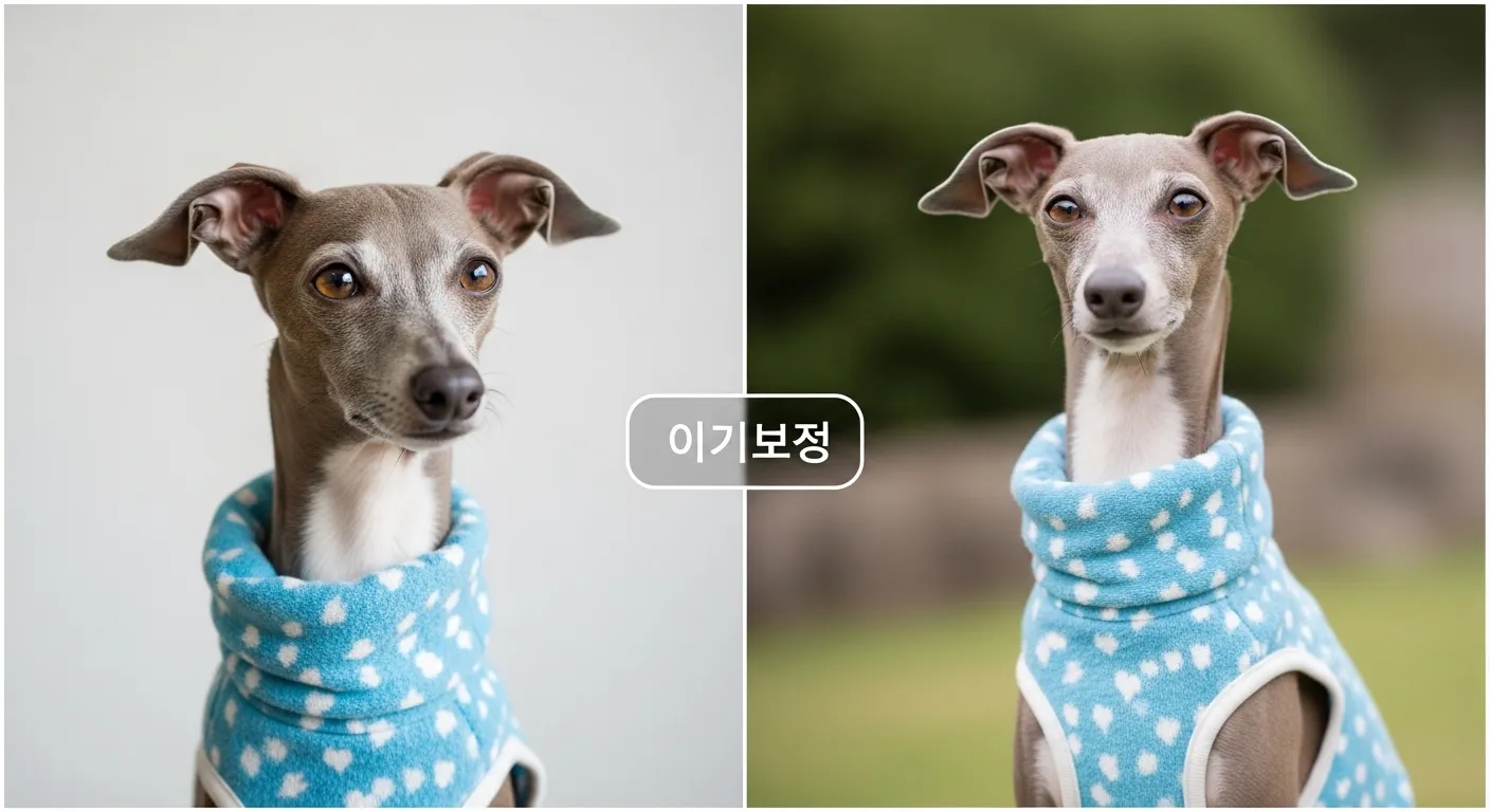 이탈리안 그레이하운드