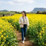 유채꽃